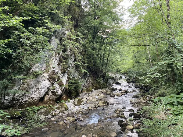 Curak Stream Zeleni Vir Picnic Area Gorski Kotar Vrbovsko Horvátország — Stock Fotó