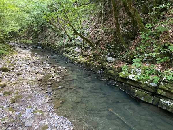 Gorski kotar 'daki Zeleni vir piknik alanı yakınlarındaki Curak deresi - Vrbovsko, Hırvatistan (Potok Curak kod izletista Zeleni vir u Gorskom kotaru - Vrbovsko, Hrvatska)