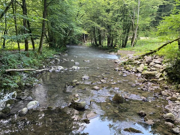 Curak Beek Bij Zeleni Vir Picknickplaats Gorski Kotar Vrbovsko Kroatië — Stockfoto