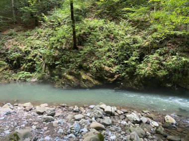 Gorski kotar 'daki Zeleni vir piknik alanı yakınlarındaki Curak deresi - Vrbovsko, Hırvatistan (Potok Curak kod izletista Zeleni vir u Gorskom kotaru - Vrbovsko, Hrvatska)