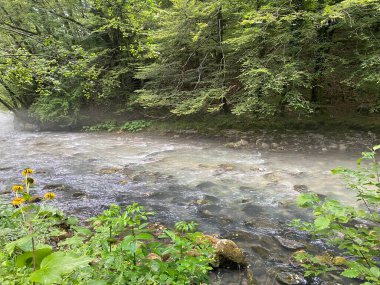 Gorski kotar 'daki Zeleni vir piknik alanı yakınlarındaki Curak deresi - Vrbovsko, Hırvatistan (Potok Curak kod izletista Zeleni vir u Gorskom kotaru - Vrbovsko, Hrvatska)