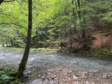 Gorski kotar 'daki Zeleni vir piknik alanı yakınlarındaki Curak deresi - Vrbovsko, Hırvatistan (Potok Curak kod izletista Zeleni vir u Gorskom kotaru - Vrbovsko, Hrvatska)