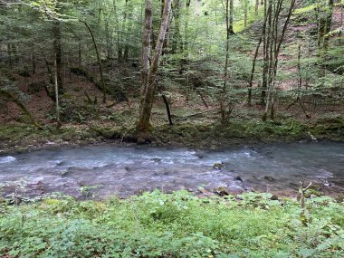 Gorski kotar 'daki Zeleni vir piknik alanı yakınlarındaki Curak deresi - Vrbovsko, Hırvatistan (Potok Curak kod izletista Zeleni vir u Gorskom kotaru - Vrbovsko, Hrvatska)