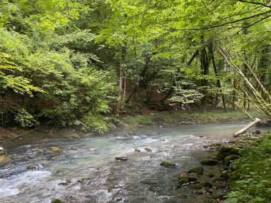 Gorski kotar 'daki Zeleni vir piknik alanı yakınlarındaki Curak deresi - Vrbovsko, Hırvatistan (Potok Curak kod izletista Zeleni vir u Gorskom kotaru - Vrbovsko, Hrvatska)