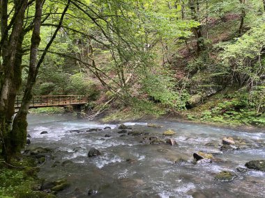 Gorski kotar 'daki Zeleni vir piknik alanı yakınlarındaki Curak deresi - Vrbovsko, Hırvatistan (Potok Curak kod izletista Zeleni vir u Gorskom kotaru - Vrbovsko, Hrvatska)