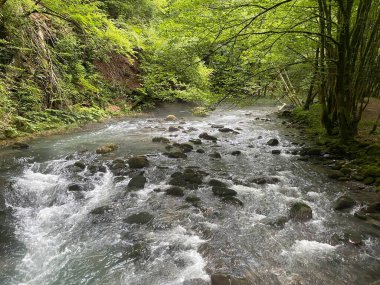 Gorski kotar 'daki Zeleni vir piknik alanı yakınlarındaki Curak deresi - Vrbovsko, Hırvatistan (Potok Curak kod izletista Zeleni vir u Gorskom kotaru - Vrbovsko, Hrvatska)