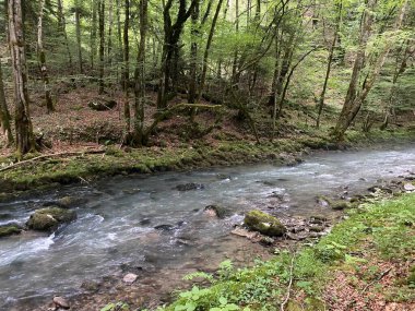 Gorski kotar 'daki Zeleni vir piknik alanı yakınlarındaki Curak deresi - Vrbovsko, Hırvatistan (Potok Curak kod izletista Zeleni vir u Gorskom kotaru - Vrbovsko, Hrvatska)