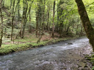 Gorski kotar 'daki Zeleni vir piknik alanı yakınlarındaki Curak deresi - Vrbovsko, Hırvatistan (Potok Curak kod izletista Zeleni vir u Gorskom kotaru - Vrbovsko, Hrvatska)