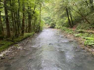 Gorski kotar 'daki Zeleni vir piknik alanı yakınlarındaki Curak deresi - Vrbovsko, Hırvatistan (Potok Curak kod izletista Zeleni vir u Gorskom kotaru - Vrbovsko, Hrvatska)