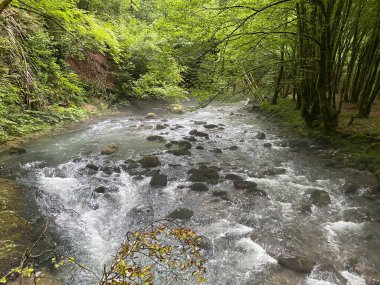 Gorski kotar 'daki Zeleni vir piknik alanı yakınlarındaki Curak deresi - Vrbovsko, Hırvatistan (Potok Curak kod izletista Zeleni vir u Gorskom kotaru - Vrbovsko, Hrvatska)