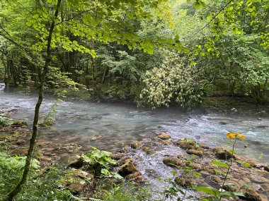 Gorski kotar 'daki Zeleni vir piknik alanı yakınlarındaki Curak deresi - Vrbovsko, Hırvatistan (Potok Curak kod izletista Zeleni vir u Gorskom kotaru - Vrbovsko, Hrvatska)
