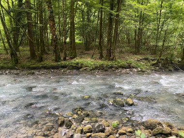 Gorski kotar 'daki Zeleni vir piknik alanı yakınlarındaki Curak deresi - Vrbovsko, Hırvatistan (Potok Curak kod izletista Zeleni vir u Gorskom kotaru - Vrbovsko, Hrvatska)