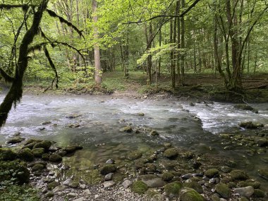 Gorski kotar 'daki Zeleni vir piknik alanı yakınlarındaki Curak deresi - Vrbovsko, Hırvatistan (Potok Curak kod izletista Zeleni vir u Gorskom kotaru - Vrbovsko, Hrvatska)