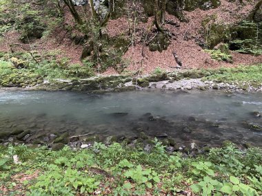 Gorski kotar 'daki Zeleni vir piknik alanı yakınlarındaki Curak deresi - Vrbovsko, Hırvatistan (Potok Curak kod izletista Zeleni vir u Gorskom kotaru - Vrbovsko, Hrvatska)