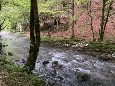 Gorski kotar 'daki Zeleni vir piknik alanı yakınlarındaki Curak deresi - Vrbovsko, Hırvatistan (Potok Curak kod izletista Zeleni vir u Gorskom kotaru - Vrbovsko, Hrvatska)