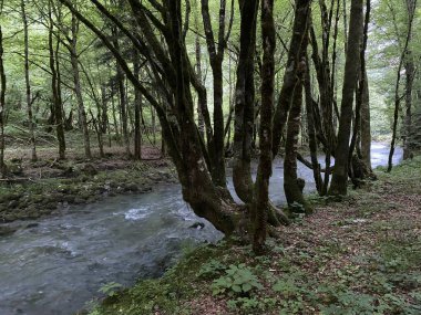 Gorski kotar 'daki Zeleni vir piknik alanı yakınlarındaki Curak deresi - Vrbovsko, Hırvatistan (Potok Curak kod izletista Zeleni vir u Gorskom kotaru - Vrbovsko, Hrvatska)