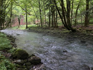 Gorski kotar 'daki Zeleni vir piknik alanı yakınlarındaki Curak deresi - Vrbovsko, Hırvatistan (Potok Curak kod izletista Zeleni vir u Gorskom kotaru - Vrbovsko, Hrvatska)