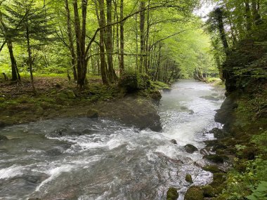 Gorski kotar 'daki Zeleni vir piknik alanı yakınlarındaki Curak deresi - Vrbovsko, Hırvatistan (Potok Curak kod izletista Zeleni vir u Gorskom kotaru - Vrbovsko, Hrvatska)