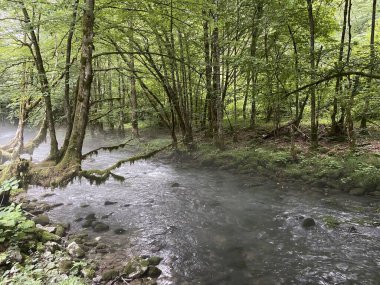 Gorski kotar 'daki Zeleni vir piknik alanı yakınlarındaki Curak deresi - Vrbovsko, Hırvatistan (Potok Curak kod izletista Zeleni vir u Gorskom kotaru - Vrbovsko, Hrvatska)