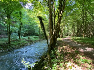 Gorski kotar 'daki Zeleni vir piknik alanı yakınlarındaki Curak deresi boyunca gezinti - Vrbovsko, Hırvatistan (Setnica uz potok Curak kod izletista Zeleni vir u Gorskom kotaru - Vrbovsko, Hrvatska)