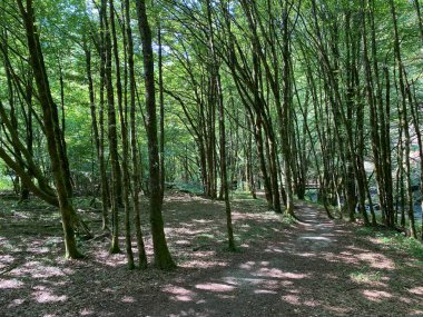 Gorski kotar 'daki Zeleni vir piknik alanı yakınlarındaki Curak deresi boyunca gezinti - Vrbovsko, Hırvatistan (Setnica uz potok Curak kod izletista Zeleni vir u Gorskom kotaru - Vrbovsko, Hrvatska)