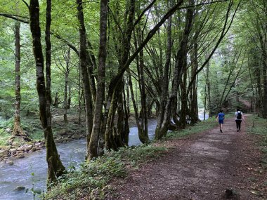 Gorski kotar 'daki Zeleni vir piknik alanı yakınlarındaki Curak deresi boyunca gezinti - Vrbovsko, Hırvatistan (Setnica uz potok Curak kod izletista Zeleni vir u Gorskom kotaru - Vrbovsko, Hrvatska)