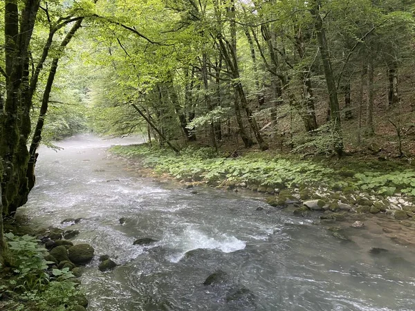 Curak Stream Zeleni Vir Picnic Area Gorski Kotar Vrbovsko Croácia — Fotografia de Stock