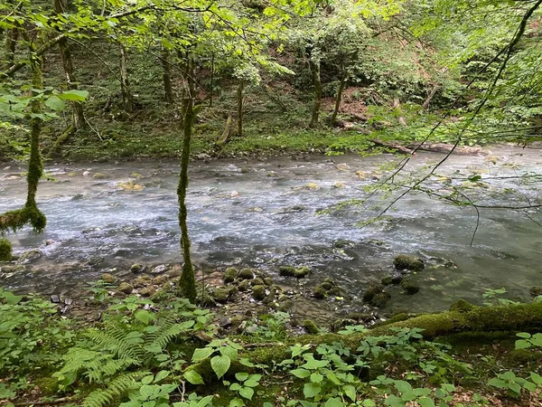 克罗地亚Gorski Kotar Vrbovsko的Zeleni Vir野餐区附近的Curak河 Potok Curak Kod Izletista Zeleni Vir — 图库照片