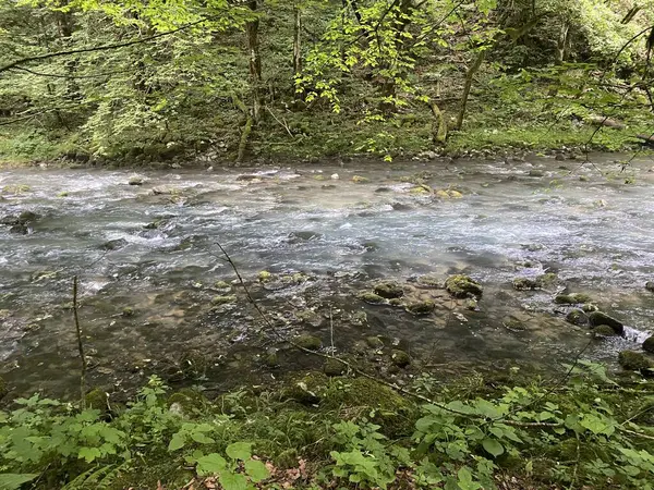 Curak Beek Bij Zeleni Vir Picknickplaats Gorski Kotar Vrbovsko Kroatië — Stockfoto