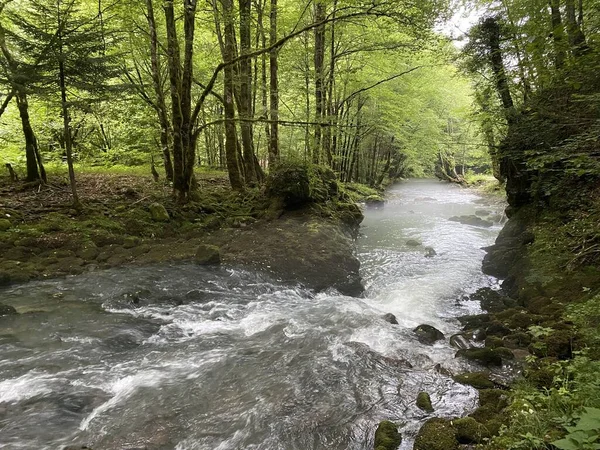 Curak Beek Bij Zeleni Vir Picknickplaats Gorski Kotar Vrbovsko Kroatië — Stockfoto