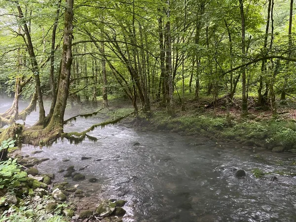 Gorski kotar 'daki Zeleni vir piknik alanı yakınlarındaki Curak deresi - Vrbovsko, Hırvatistan (Potok Curak kod izletista Zeleni vir u Gorskom kotaru - Vrbovsko, Hrvatska)