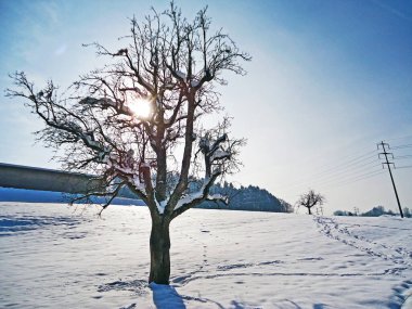 Ağaç dalları ve ağaçlar taze bir kar örtüsüyle kaplı Guebsensee Gölü (ya da Gubsen Gölü) boyunca Sitter Nehri kanyonunun üzerinde.