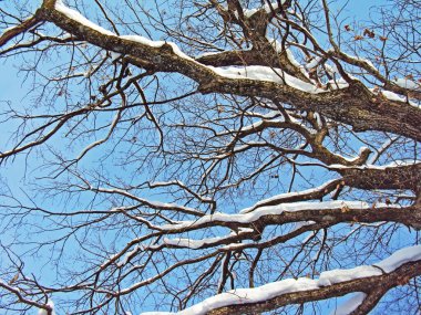 Ağaç dalları ve ağaçlar taze bir kar örtüsüyle kaplı Guebsensee Gölü (ya da Gubsen Gölü) boyunca Sitter Nehri kanyonunun üzerinde.