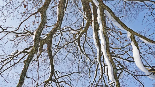 Υποκαταστήματα Δέντρων Και Δέντρων Που Καλύπτονται Φρέσκο Μανδύα Χιονιού Κατά — Φωτογραφία Αρχείου