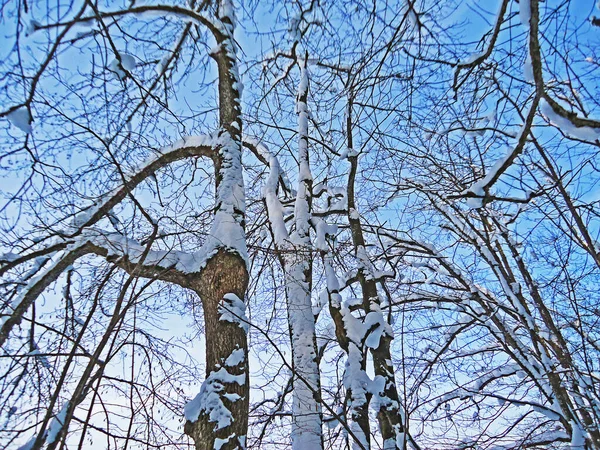 Gałęzie Drzew Drzew Pokryte Świeżym Płaszczem Śnieżnym Wzdłuż Nagromadzonego Jeziora — Zdjęcie stockowe