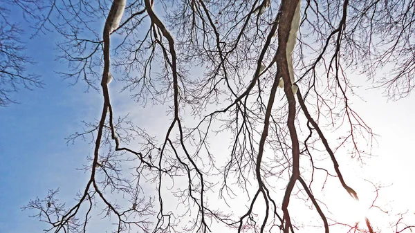 Гілки Дерев Дерев Покритих Свіжою Сніговою Мантією Вздовж Накопичувального Озера — стокове фото