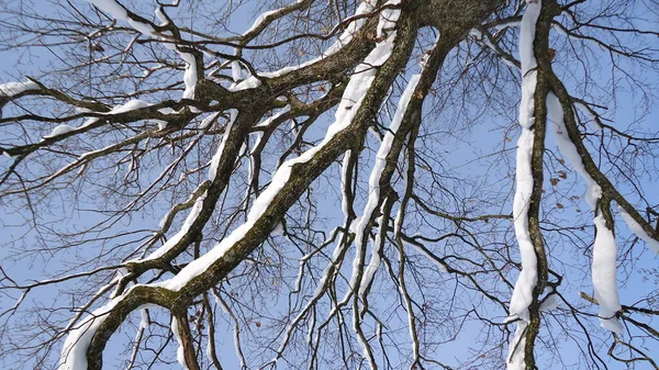 Υποκαταστήματα Δέντρων Και Δέντρων Που Καλύπτονται Φρέσκο Μανδύα Χιονιού Κατά — Φωτογραφία Αρχείου