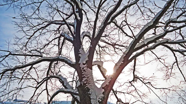 Ramas Árboles Árboles Cubiertos Con Manto Nieve Fresca Largo Del — Foto de Stock