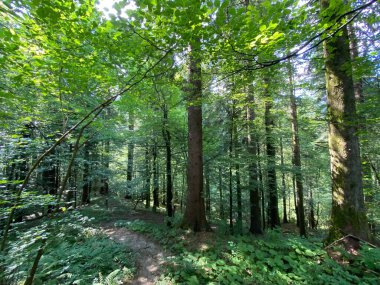Delnicki potok deresindeki karışık dağ ormanı, Delnice - Hırvatistan 'ın Gorski kotar bölgesi (Mjesovita goranska suma u dolini Delnickog potoka, Delnice - Gorski kotar, Hrvatska)