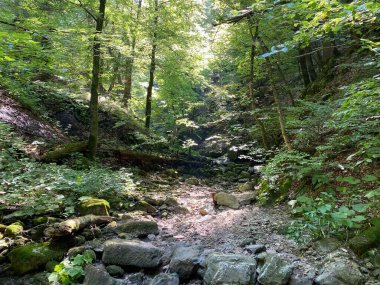 Delnicki potok deresinin yaz ve kurak mevsimlerde kurak yatağı, Delnice - Gorski kotar Bölgesi, Hırvatistan (Suho korito Delnickog potoka tijekom ljeta i susne sezone, Delnice - Gorski kotar, Hrvatska)