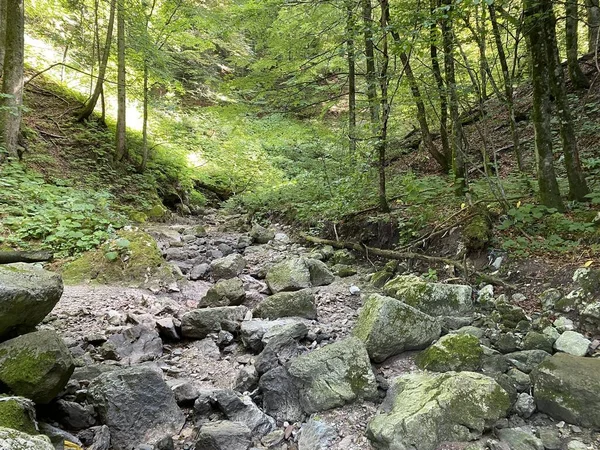 Trockenbett Des Baches Delnicki Potok Sommer Und Der Trockenzeit Delnice — Stockfoto