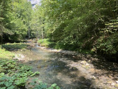 Küçük dağ nehri Gerovcica, Zamost - Hırvatistan 'ın Gorski kotar Bölgesi (Mala gorska rijeka Gerovcica ili goranska rjecica Gerovcica, Zamost - Gorski kotar, Hrvatska)