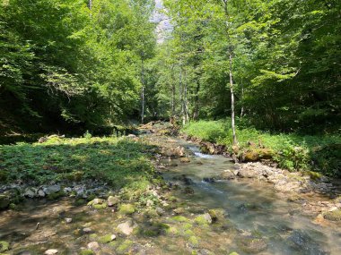 Küçük dağ nehri Gerovcica, Zamost - Hırvatistan 'ın Gorski kotar Bölgesi (Mala gorska rijeka Gerovcica ili goranska rjecica Gerovcica, Zamost - Gorski kotar, Hrvatska)