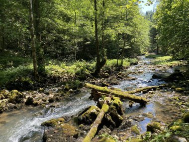 Küçük dağ nehri Gerovcica, Zamost - Hırvatistan 'ın Gorski kotar Bölgesi (Mala gorska rijeka Gerovcica ili goranska rjecica Gerovcica, Zamost - Gorski kotar, Hrvatska)