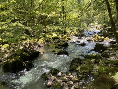 Küçük dağ nehri Gerovcica, Zamost - Hırvatistan 'ın Gorski kotar Bölgesi (Mala gorska rijeka Gerovcica ili goranska rjecica Gerovcica, Zamost - Gorski kotar, Hrvatska)