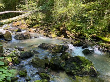 Küçük dağ nehri Gerovcica, Zamost - Hırvatistan 'ın Gorski kotar Bölgesi (Mala gorska rijeka Gerovcica ili goranska rjecica Gerovcica, Zamost - Gorski kotar, Hrvatska)