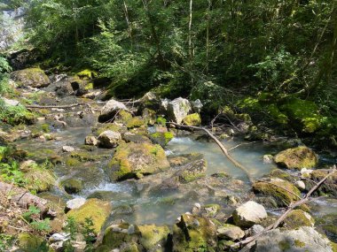 Küçük dağ nehri Gerovcica, Zamost - Hırvatistan 'ın Gorski kotar Bölgesi (Mala gorska rijeka Gerovcica ili goranska rjecica Gerovcica, Zamost - Gorski kotar, Hrvatska)