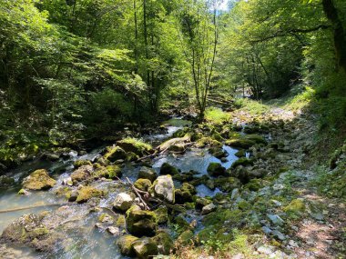 Küçük dağ nehri Gerovcica, Zamost - Hırvatistan 'ın Gorski kotar Bölgesi (Mala gorska rijeka Gerovcica ili goranska rjecica Gerovcica, Zamost - Gorski kotar, Hrvatska)