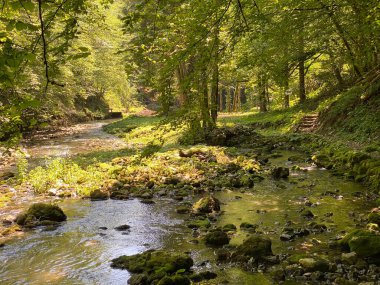 Küçük dağ nehri Gerovcica, Zamost - Hırvatistan 'ın Gorski kotar Bölgesi (Mala gorska rijeka Gerovcica ili goranska rjecica Gerovcica, Zamost - Gorski kotar, Hrvatska)