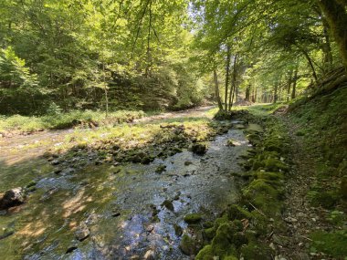 Küçük dağ nehri Gerovcica, Zamost - Hırvatistan 'ın Gorski kotar Bölgesi (Mala gorska rijeka Gerovcica ili goranska rjecica Gerovcica, Zamost - Gorski kotar, Hrvatska)